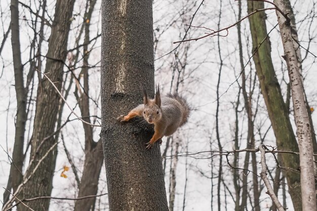 squirrel sitting on a tree in an interesting pose