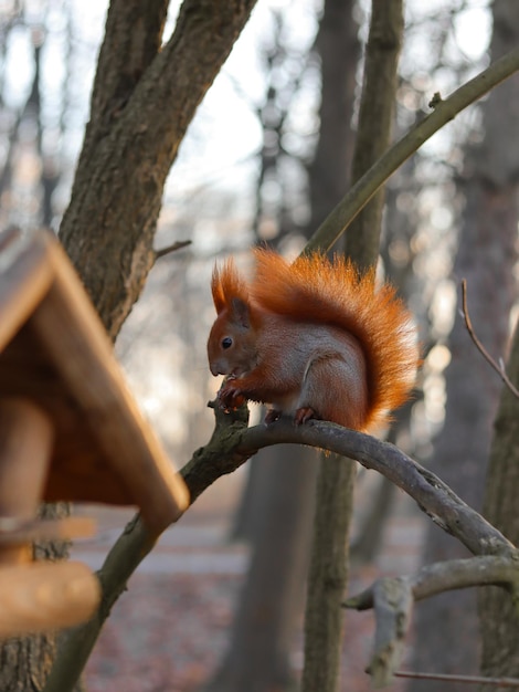 Photo squirrel sitting on a tree