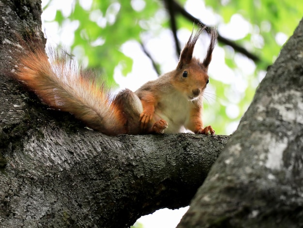 다람쥐는 나무에 앉아