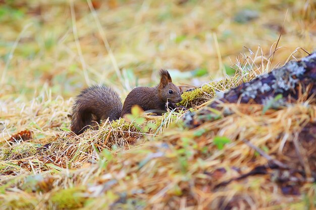 Foto scoiattolo piccolo animale selvatico in natura in autunno