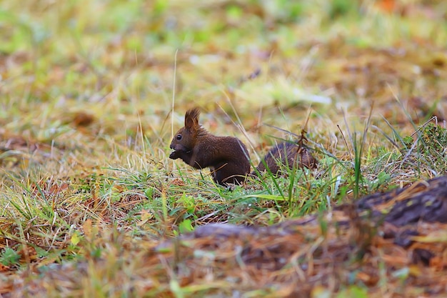 squirrel small wild animal in nature in autumn