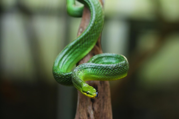 The squirrel snake Gonyosoma is the name of a genus of rat snake that is found in Asia