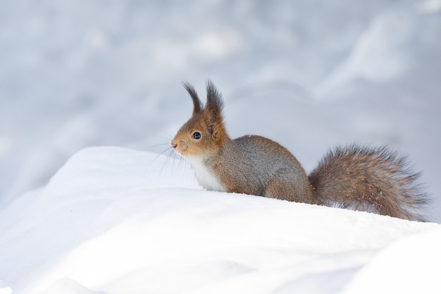 Squirrel snow winter