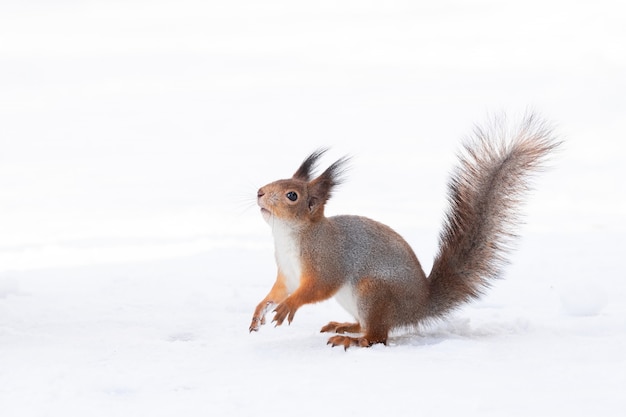 Squirrel snow winter