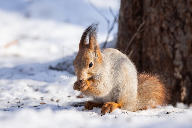 Squirrel snow winter