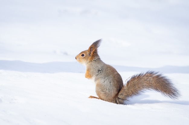 Squirrel snow winter