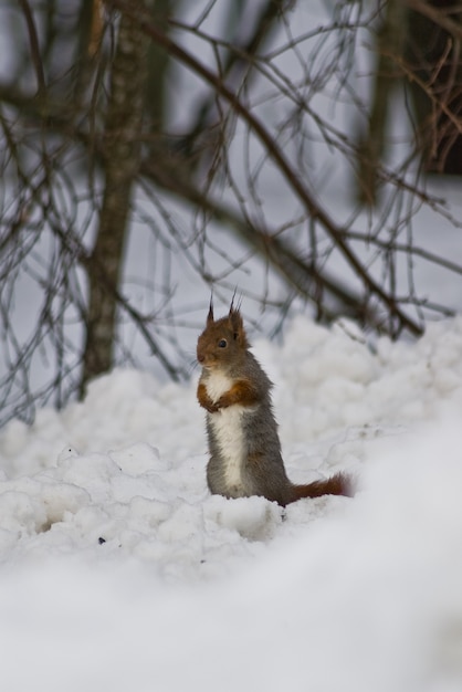 squirrel in the snow