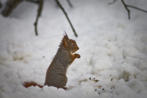 squirrel in the snow