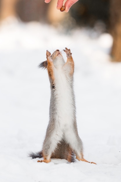 雪の中でリスします。