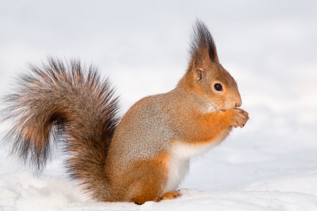 Squirrel in the snow