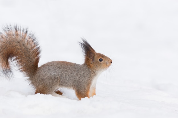 Squirrel in the snow