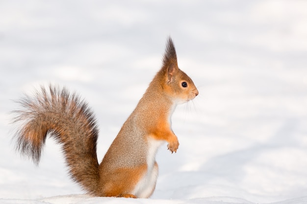 雪の中でリスします。