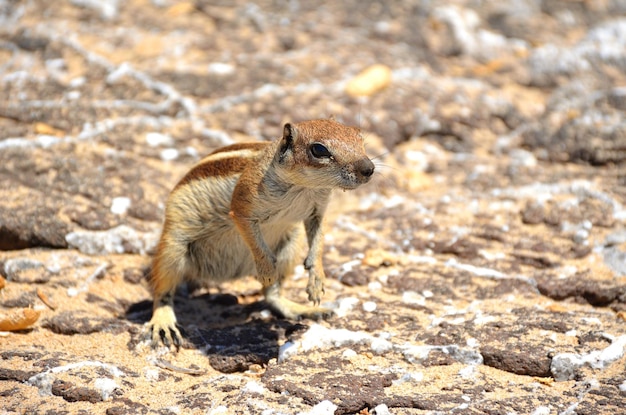 写真 カナリア諸島のフォルテヴェンチュラの岩の上に立っているリス