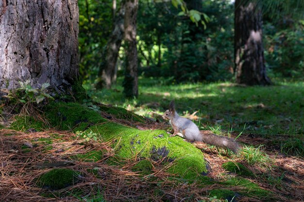 Squirrel in summer park squirrel in summer