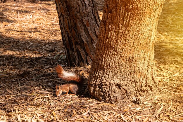 A squirrel at sunset on a tree in the Lagunas de la Mata Natural Park in Torrevieja Alicante