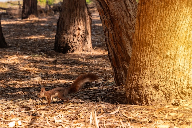 A squirrel at sunset on a tree in the Lagunas de la Mata Natural Park in Torrevieja Alicante