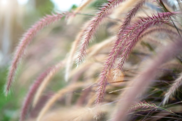 Photo squirrel tail grass growing in garden