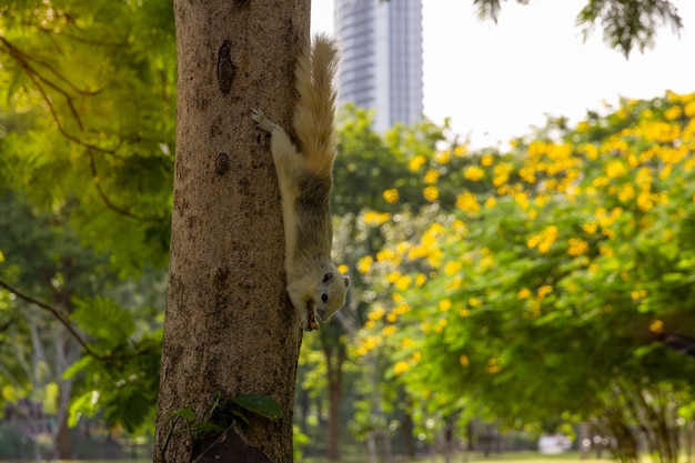 秋の公園の木のリス