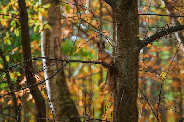 Squirrel on a tree branch in the autumn forest