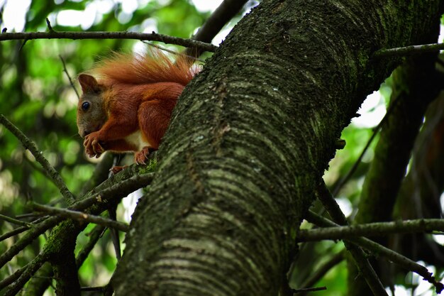 Squirrel on a tree branch holding a nut