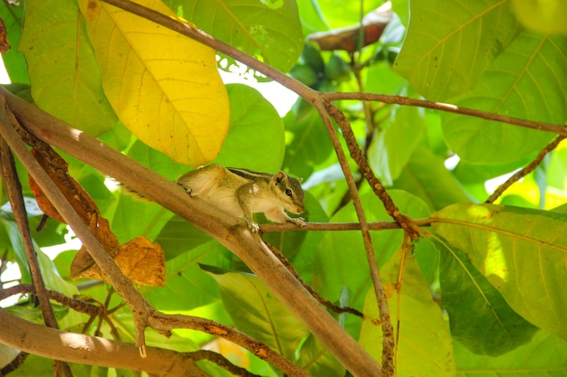 squirrel on tree branch