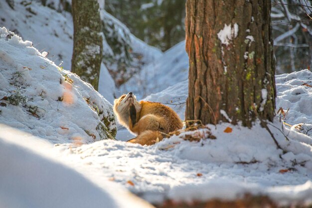 Foto lo scoiattolo sull'albero durante l'inverno