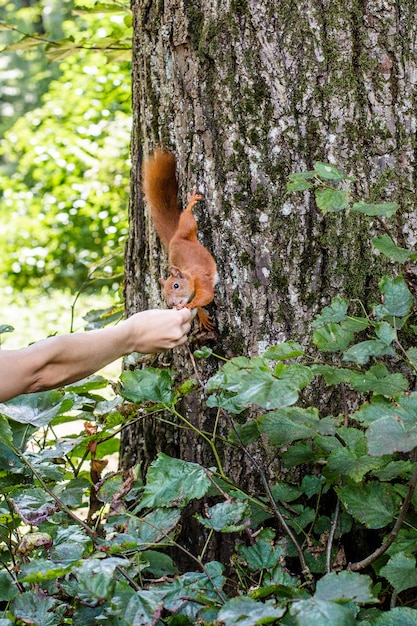 Squirrel on the tree and eat out of hand