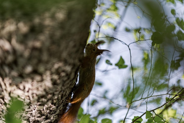 Photo a squirrel in the tree in nature