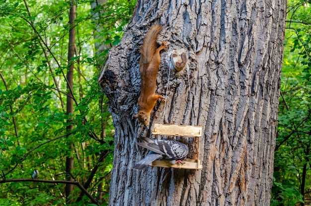 Squirrel on a tree near the feeder.