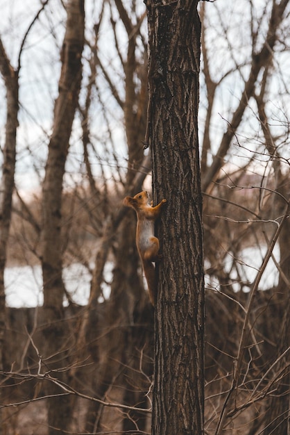 Squirrel on a tree in the park tame squirrel