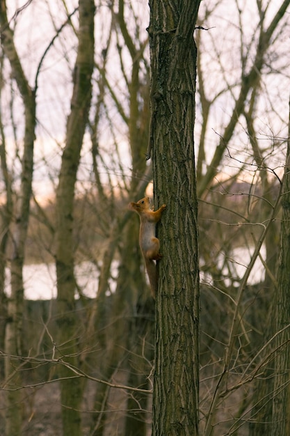 Squirrel on a tree in the park tame squirrel