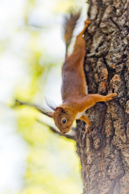 Photo squirrel on a tree in the park