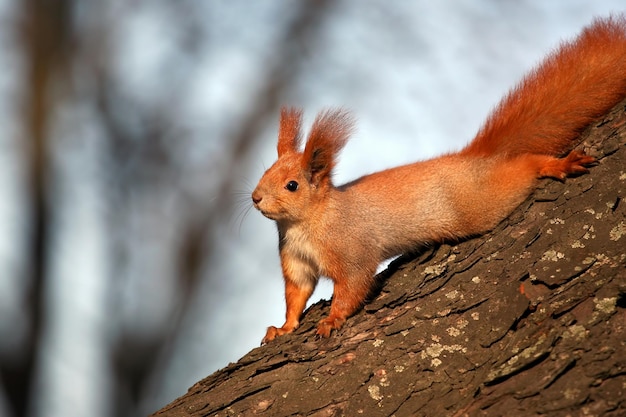 Photo squirrel on the tree in the sunlight