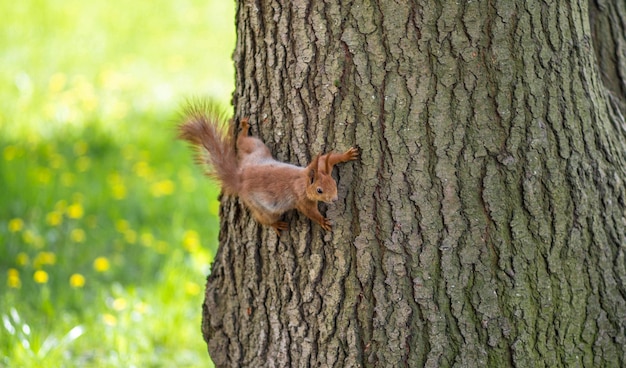 squirrel on the tree sunny