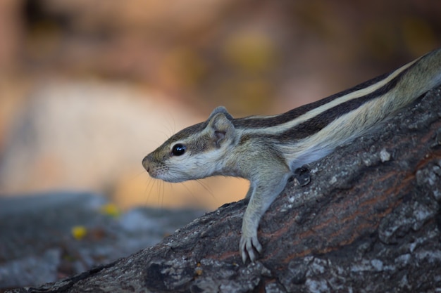 A Squirrel on the tree trunk looking curiously  