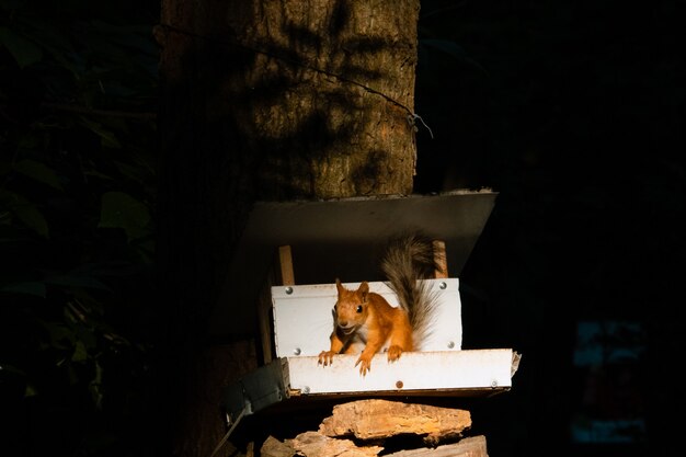 Squirrel on tree trunk. Portrait of fox squirrel sitting on branch. Urban wildlife. The largest species of tree squirrel in Russia, Ryazan.