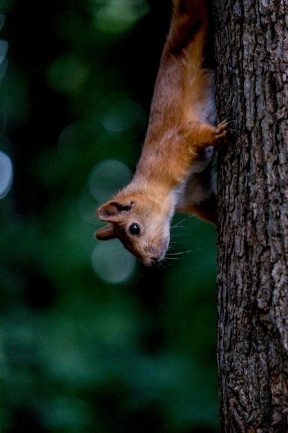 Squirrel on tree trunk. Portrait of fox squirrel sitting on branch. Urban wildlife. The largest species of tree squirrel in Russia, Ryazan.