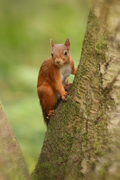 Photo squirrel on tree trunk