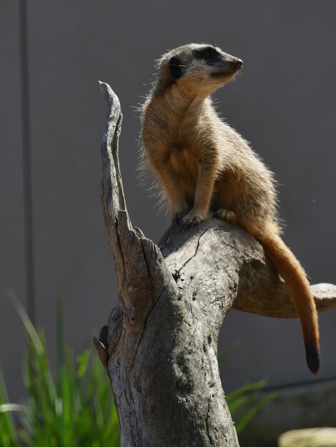 Photo squirrel on tree trunk