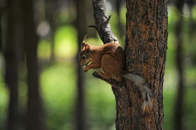 Foto lo scoiattolo sul tronco dell'albero