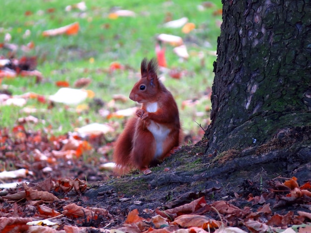 Photo squirrel on tree trunk