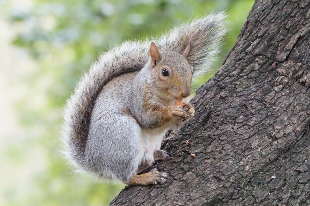 Photo squirrel on tree trunk