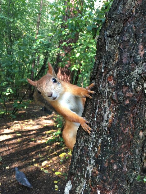 Foto lo scoiattolo sul tronco dell'albero