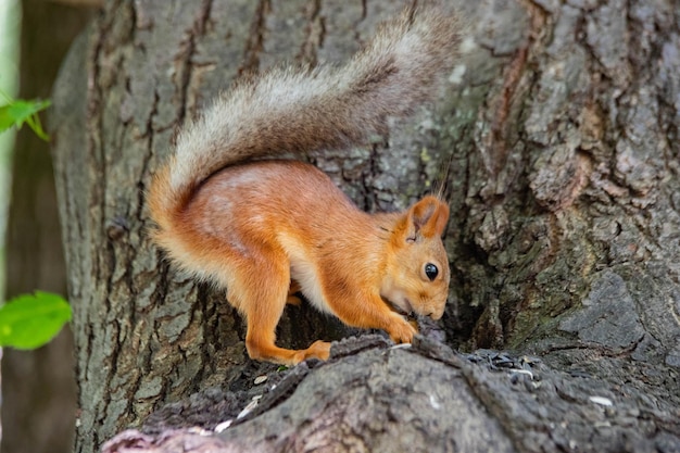 Foto lo scoiattolo sul tronco dell'albero