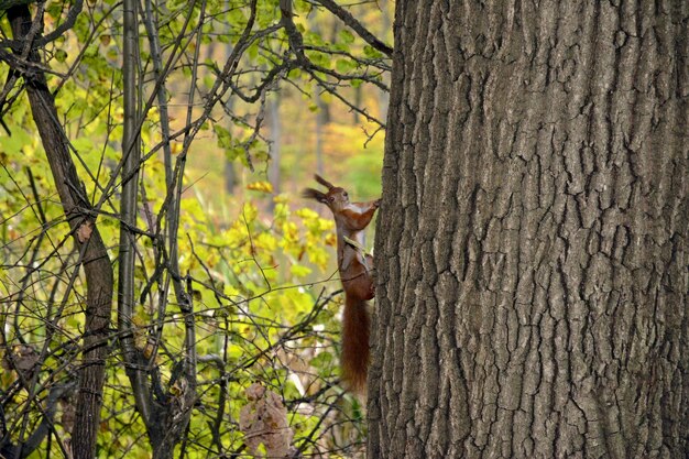 Foto lo scoiattolo sul tronco dell'albero