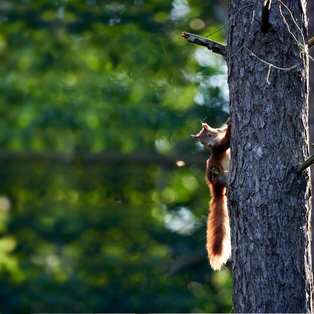 Squirrel on tree trunk