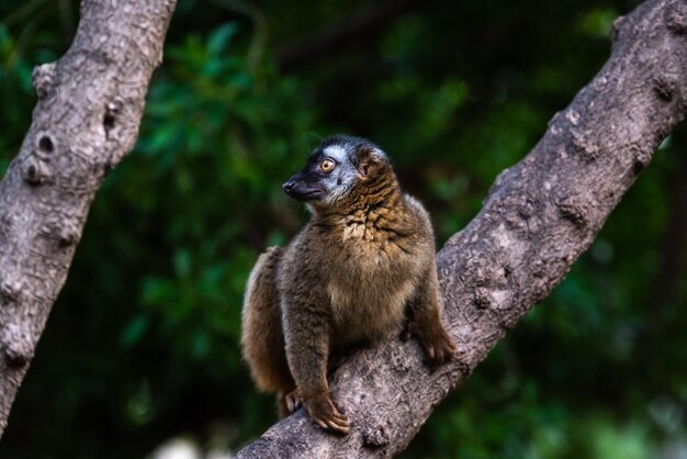 Photo squirrel on tree trunk