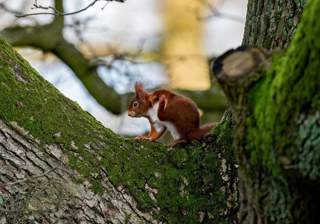 Photo squirrel on tree trunk