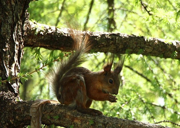 Squirrel on tree trunk