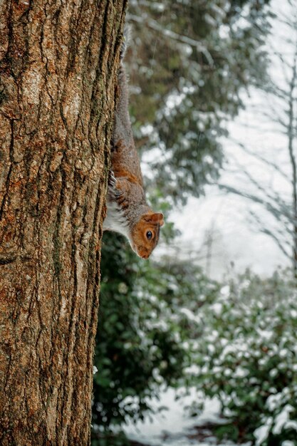 Foto lo scoiattolo sul tronco dell'albero